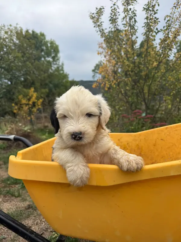 Bo Bun, Bobtail, élevage Du Confluent du Dessoubre