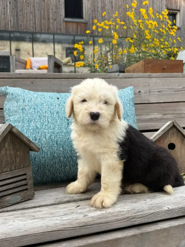 Balou, Bobtail, élevage Du Confluent du Dessoubre