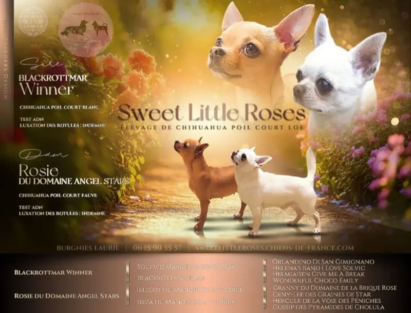 Photo de l'élevage Sweet Little Roses