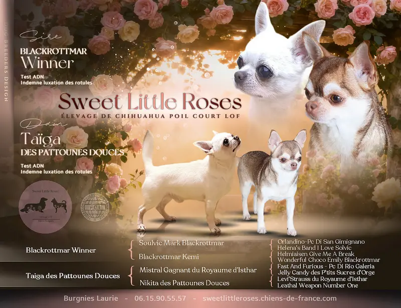 Portée de Chihuahua, élevage Sweet Little Roses