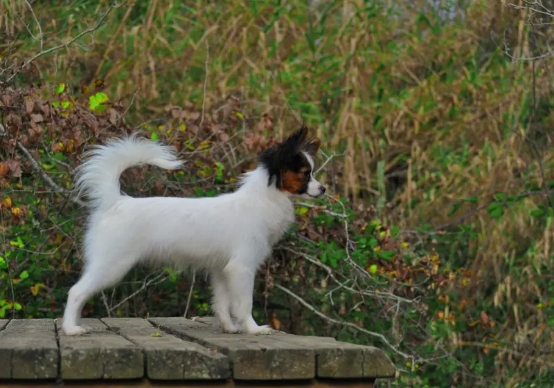 Photo de l'élevage Occitania Furry Tails