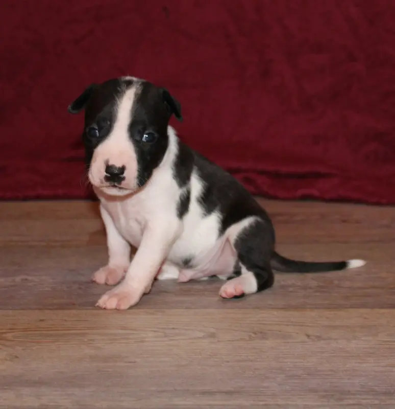 Chiot, American Staffordshire terrier, élevage Des Grands Fouchers