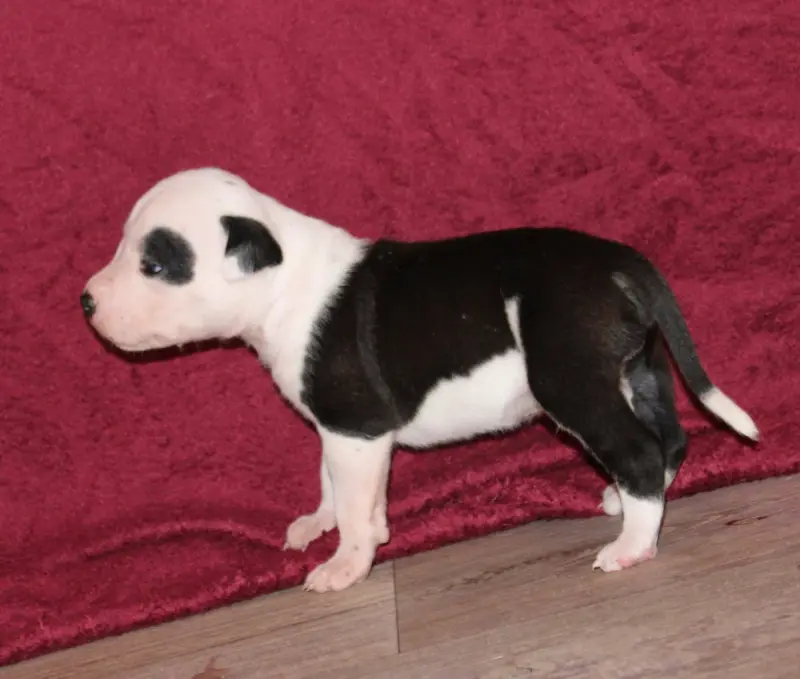 Chiot, American Staffordshire terrier, élevage Des Grands Fouchers
