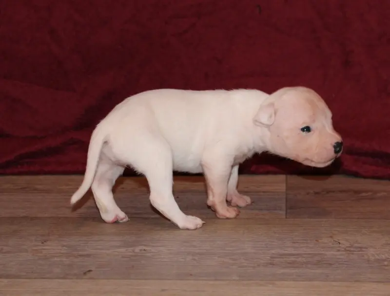 Bayna, American Staffordshire terrier, élevage Des Grands Fouchers