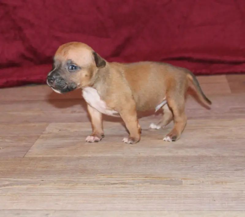 Chiot, American Staffordshire terrier, élevage Des Grands Fouchers