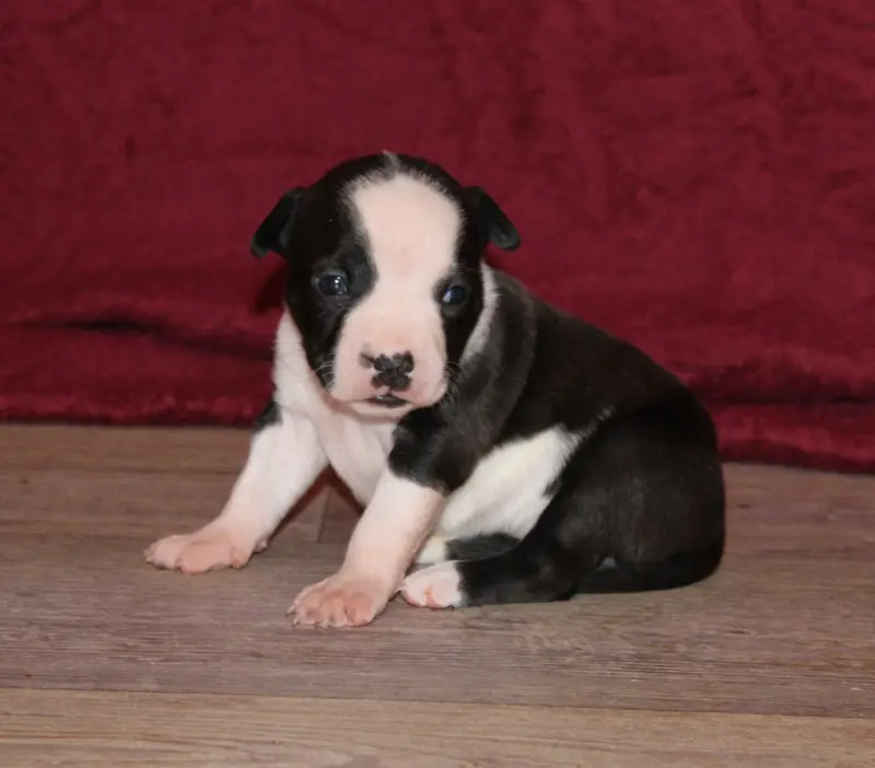 Chiot, American Staffordshire terrier, élevage Des Grands Fouchers