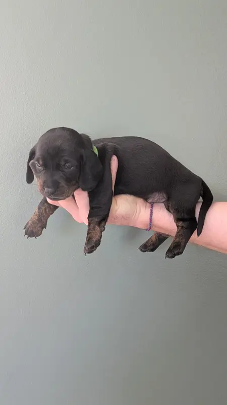 Chiot collier vert LOF, Teckel, élevage Des Lices d'Eawy