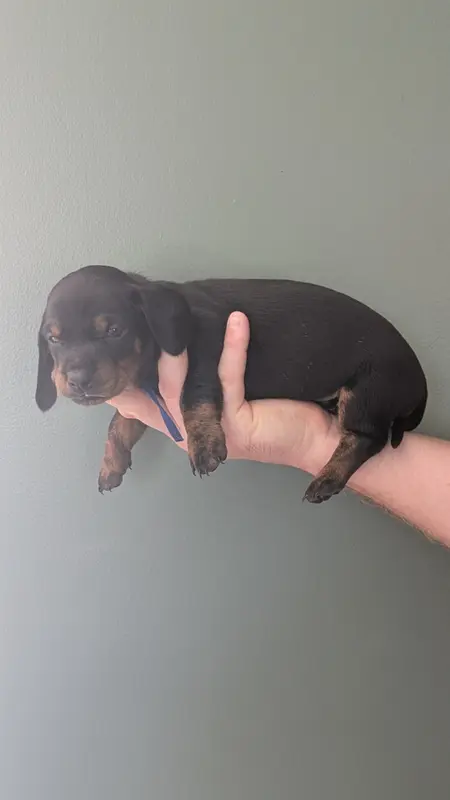 Chiot collier bleu LOF, Teckel, élevage Des Lices d'Eawy