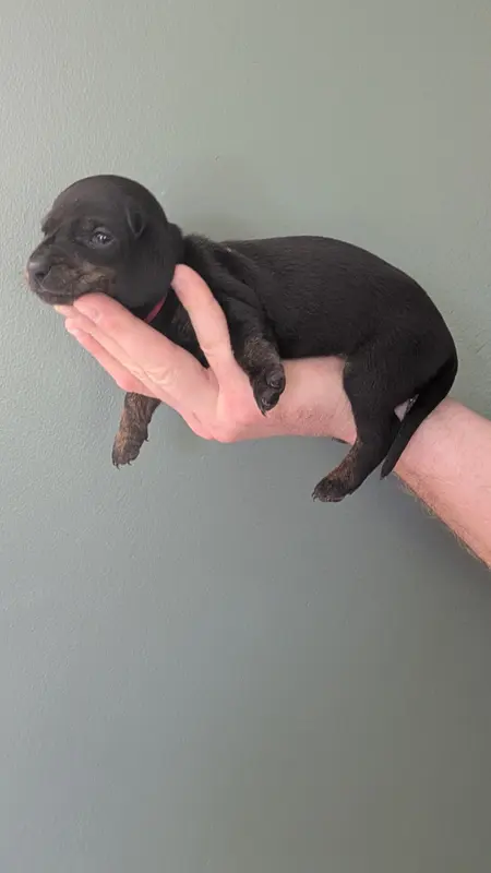 Chiot collier rouge LOF, Teckel, élevage Des Lices d'Eawy