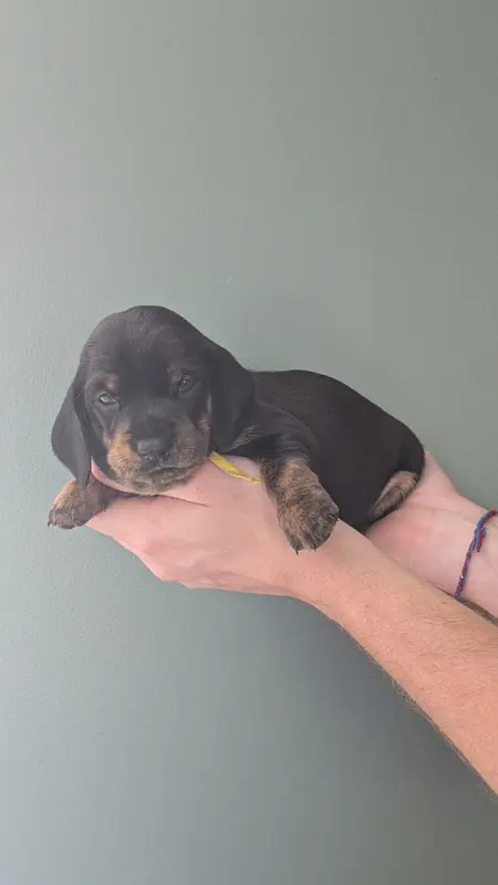 Chiot collier jaune LOF, Teckel, élevage Des Lices d'Eawy