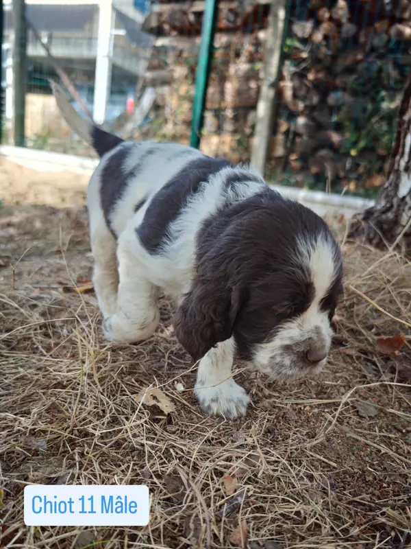 Portée de English springer spaniel, élevage De Rebelle Arya