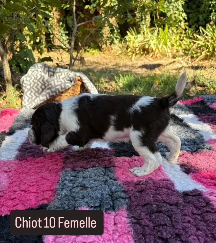 Portée de English springer spaniel, élevage De Rebelle Arya