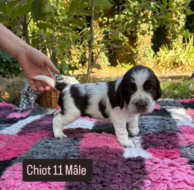 Portée de English springer spaniel, élevage De Rebelle Arya