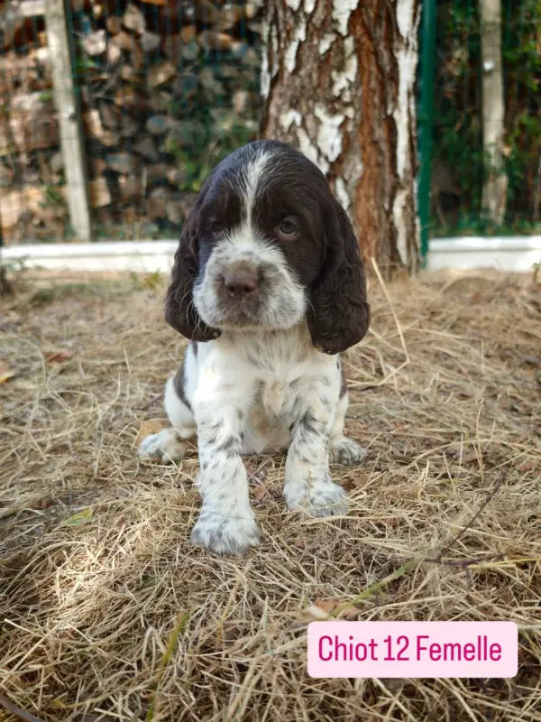 Chiot, English springer spaniel, élevage De Rebelle Arya