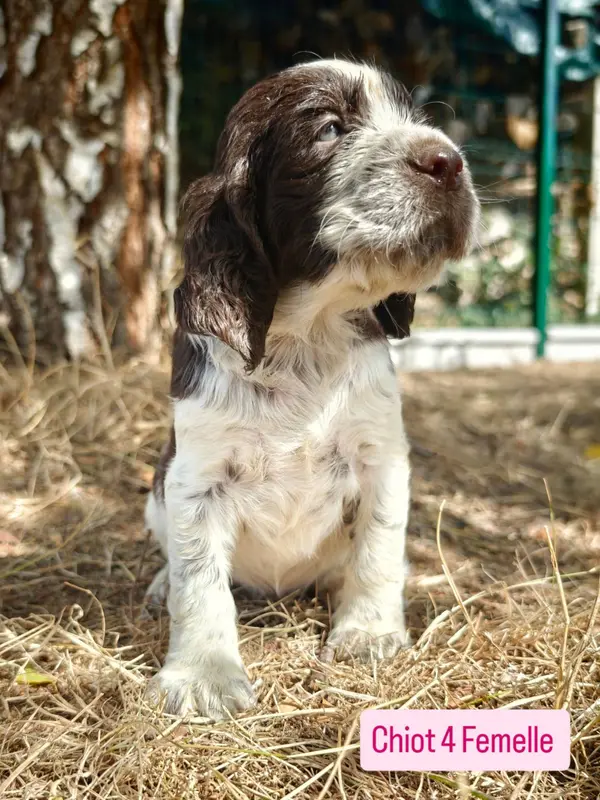 Chiot, English springer spaniel, élevage De Rebelle Arya