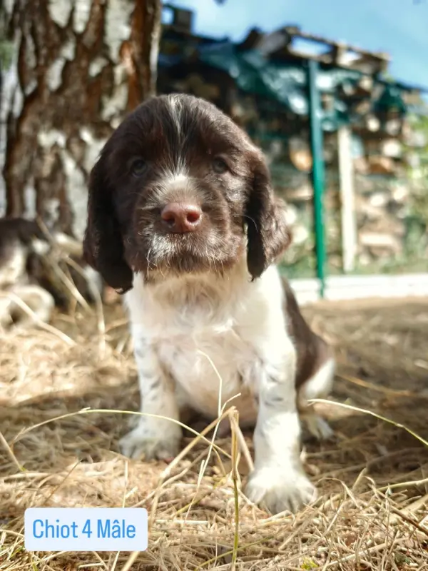Chiot, English springer spaniel, élevage De Rebelle Arya