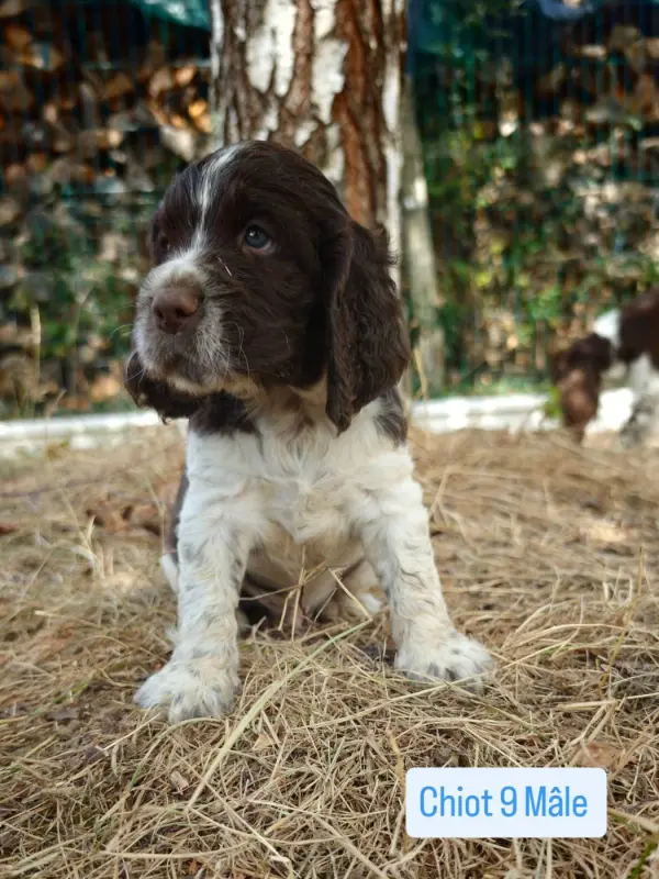 Chiot, English springer spaniel, élevage De Rebelle Arya