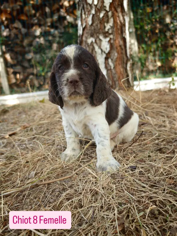 Chiot, English springer spaniel, élevage De Rebelle Arya
