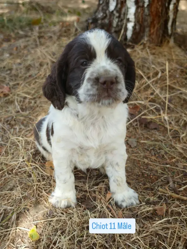 Portée de English springer spaniel, élevage De Rebelle Arya