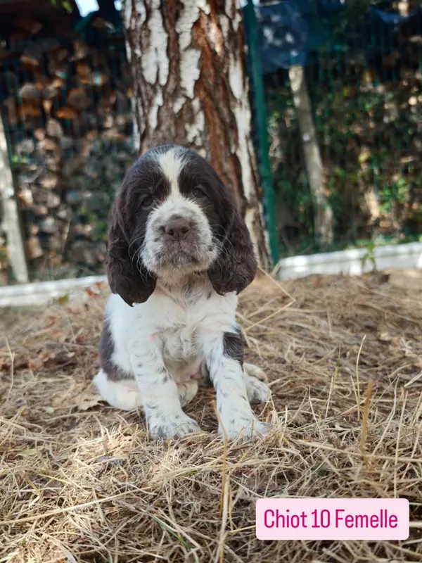 Chiot, English springer spaniel, élevage De Rebelle Arya