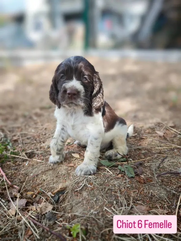 Chiot, English springer spaniel, élevage De Rebelle Arya