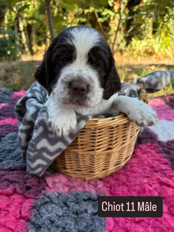 Portée de English springer spaniel, élevage De Rebelle Arya