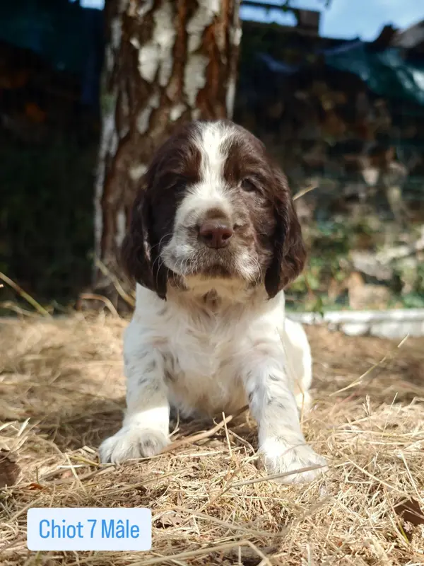 Chiot, English springer spaniel, élevage De Rebelle Arya