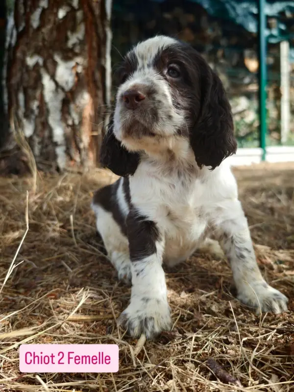 Chiot, English springer spaniel, élevage De Rebelle Arya