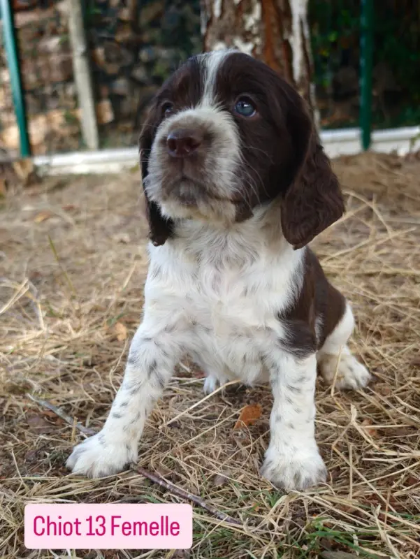 Portée de English springer spaniel, élevage De Rebelle Arya