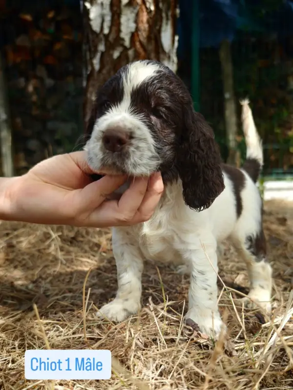 Chiot, English springer spaniel, élevage De Rebelle Arya