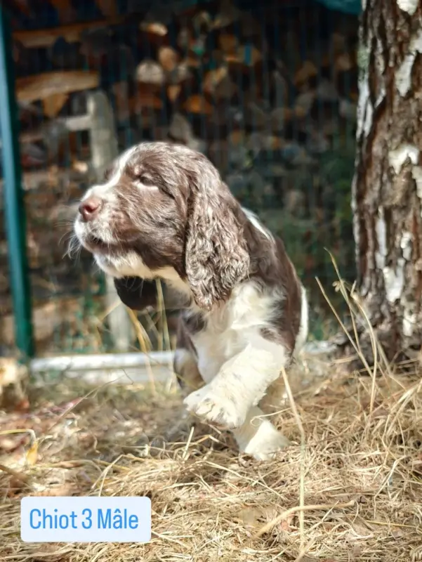 Chiot, English springer spaniel, élevage De Rebelle Arya
