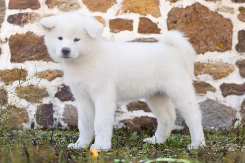 Vert, Akita inu, élevage Of Imperial Kitsune