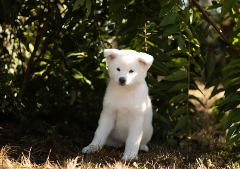 Photo de l'élevage Of Imperial Kitsune