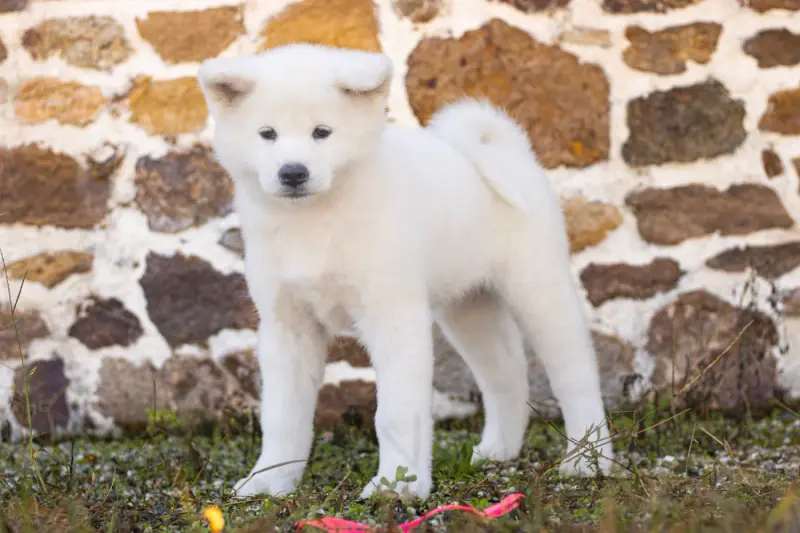 Rose, Akita inu, élevage Of Imperial Kitsune