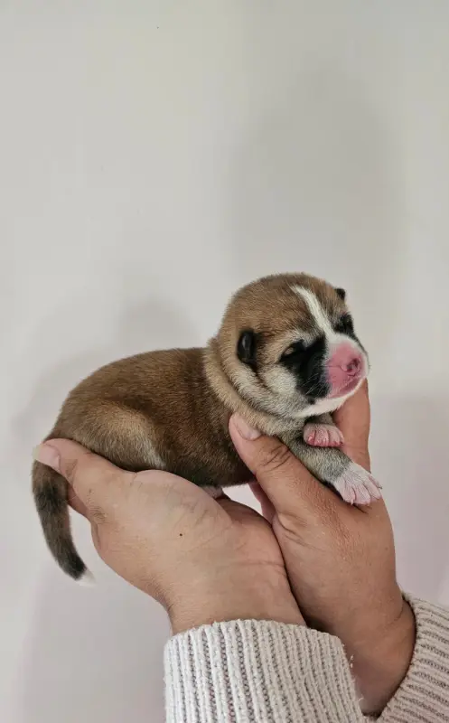 Portée de Akita inu, élevage Of Imperial Kitsune