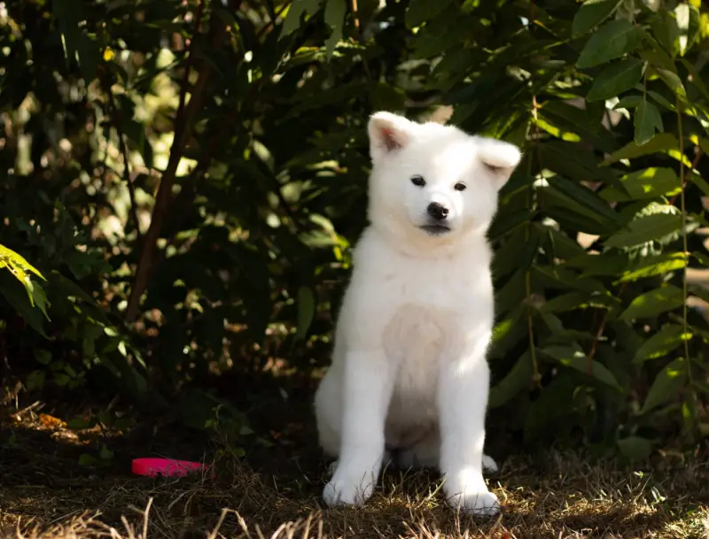Photo de l'élevage Of Imperial Kitsune