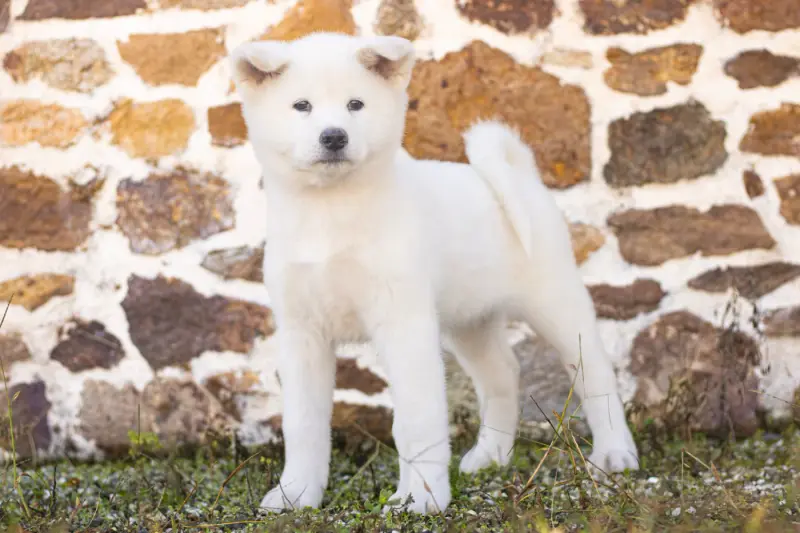 Blanc, Akita inu, élevage Of Imperial Kitsune