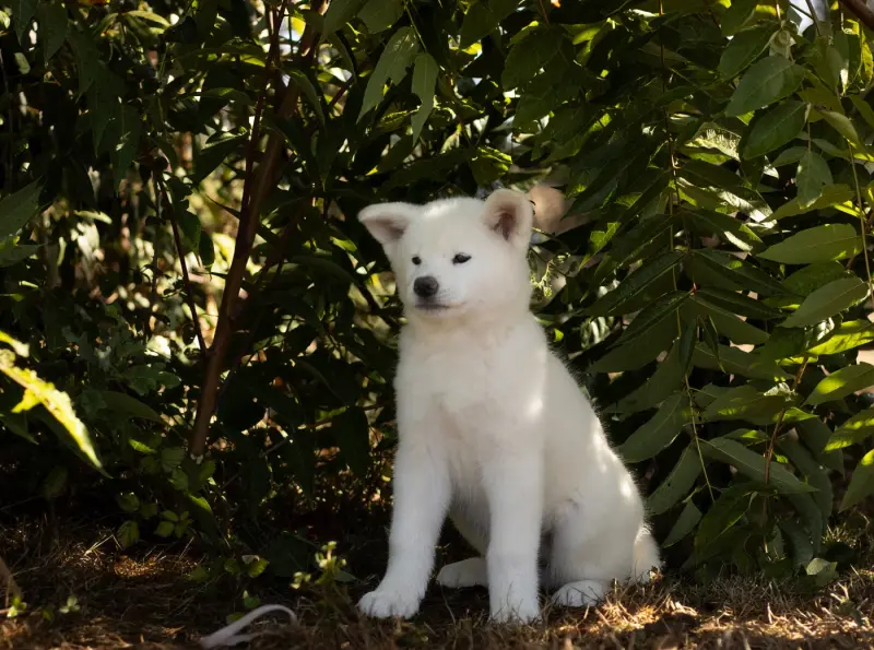 Photo de l'élevage Of Imperial Kitsune