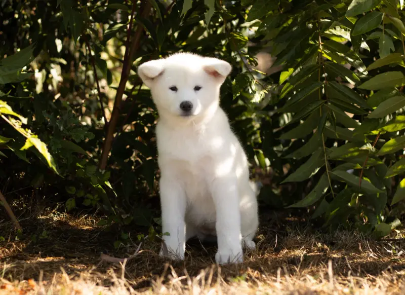 Photo de l'élevage Of Imperial Kitsune