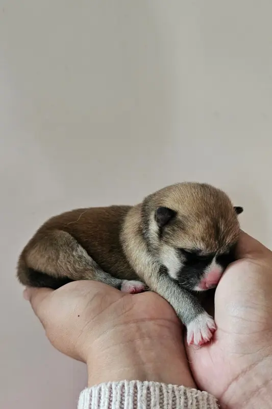 Collier rouge noir, Akita inu, élevage Of Imperial Kitsune