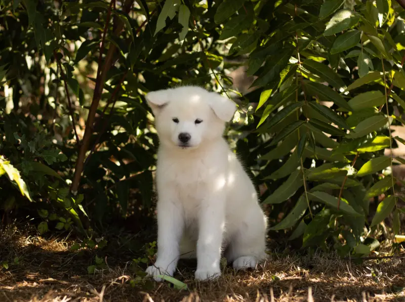 Photo de l'élevage Of Imperial Kitsune