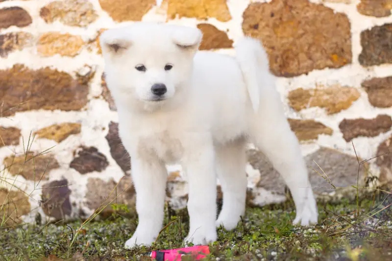 Jaune, Akita inu, élevage Of Imperial Kitsune