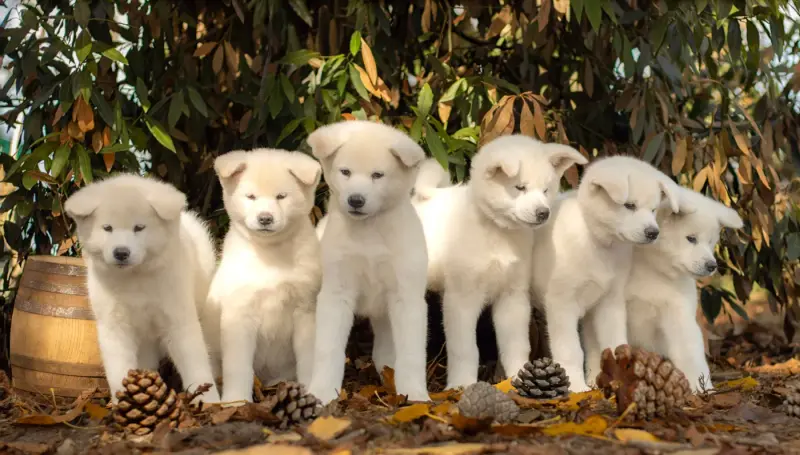 Photo de l'élevage Of Imperial Kitsune