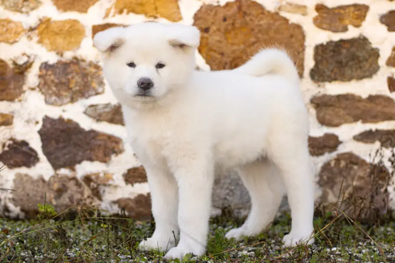 Noir, Akita inu, élevage Of Imperial Kitsune