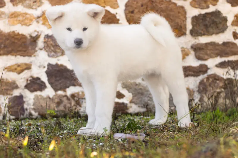 Violet, Akita inu, élevage Of Imperial Kitsune