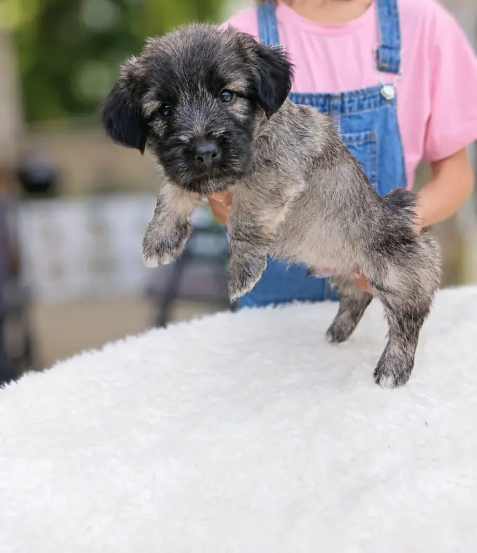 Portée de Skye terrier, élevage Du Domaine d'Armadale