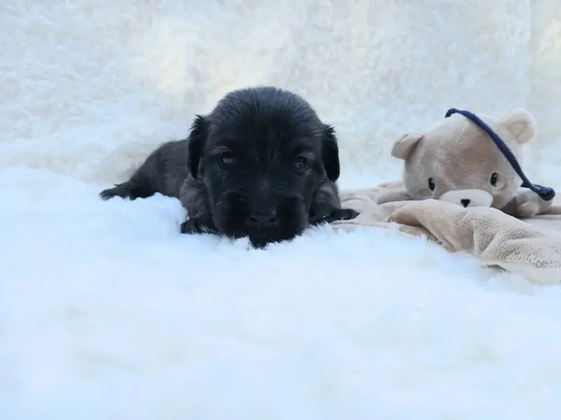 Portée de Skye terrier, élevage Du Domaine d'Armadale