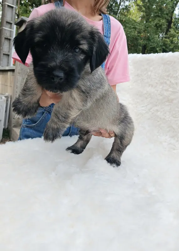 Portée de Skye terrier, élevage Du Domaine d'Armadale
