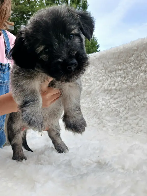 Portée de Skye terrier, élevage Du Domaine d'Armadale