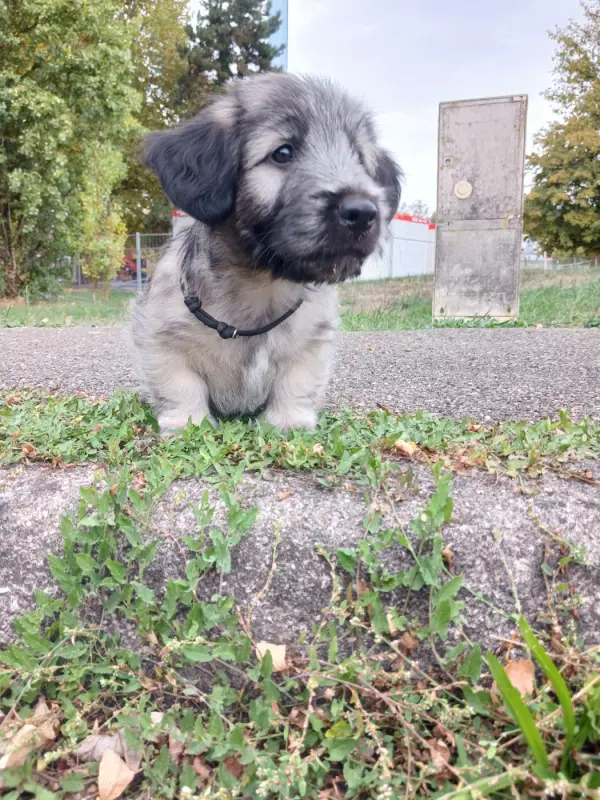 Brodie, Skye terrier, élevage Du Domaine d'Armadale